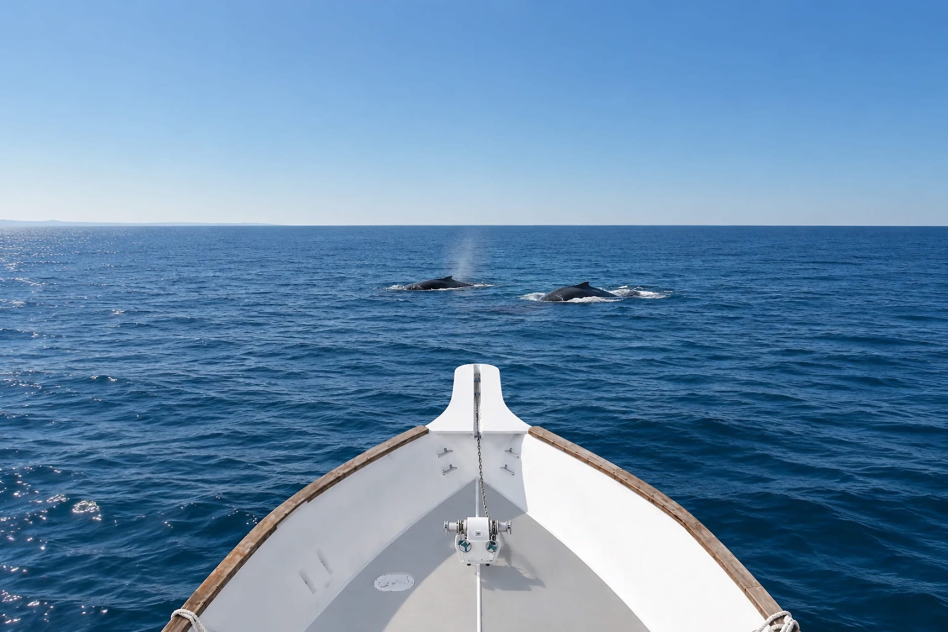 Yacht Whale Watching Reykjavi
